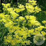 Patrinia monandra GM P9 BIO