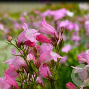 Penstemon 'Carolyn Orr' GM P9 BIO
