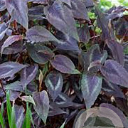 Persicaria microcephala 'Red Dragon' GM P9 BIO