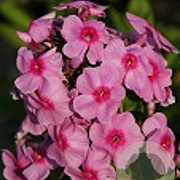 Phlox paniculata 'Argus' GM P9 BIO