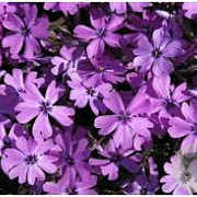 Phlox (S) 'Purple Beauty' GM P9 BIO