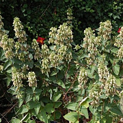 Phlomis samia GM P9 BIO