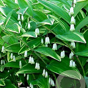 Polygonatum odoratum pluriflorum GM P9 BIO
