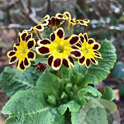 Primula 'Gold Lace' GM P9 BIO