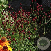 Sanguisorba 'Beetlewings' GM P9 BIO