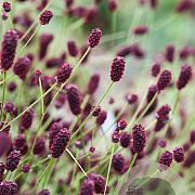 Sanguisorba 'Miss Elly' GM P9 BIO
