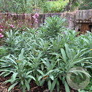 Salvia off. 'Minor' GM P9 BIO