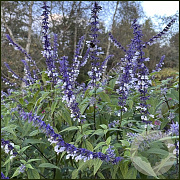 Salvia 'Phyllis Fancy' GM P9 BIO