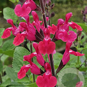 Salvia 'Pink Pong' GM P9 BIO