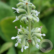 Salvia verticillata 'Alba' GM P9 BIO