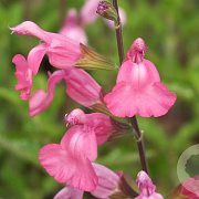 Salvia x jamensis 'La Siesta' GM P9 BIO