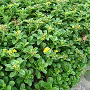 Sedum kamtschaticum GM P9 BIO