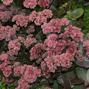 Sedum 'Karfunkelstein' GM P9 BIO