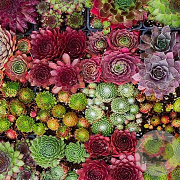Sempervivum mixed GM P9 BIO