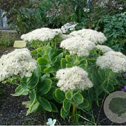 Sedum spectabile 'Iceberg' GM P9 BIO