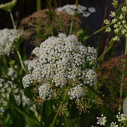Sium latifolium GM P9 BIO