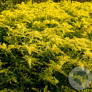 Solidago 'Loysder Crown' GM P9 BIO