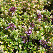 Thymus citriodorus 'Donne Valley' GM P9 BIO