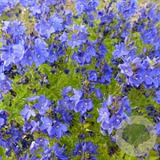 Veronica austriaca 'Knallblau' GM P9 BIO