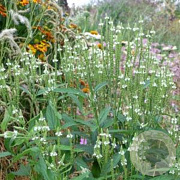 Verbena hastata 'White Spires' GM P9 BIO