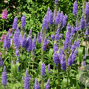 Veronica longifolia 'Blauriesin' GM P9 BIO