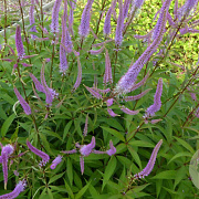 Veronicastrum virginicum 'Temptation' GM P9 BIO