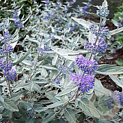Caryopteris cland. Sterling Silver 30-40 cm 2,0L