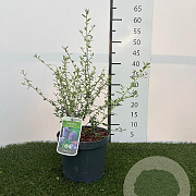 Ceanothus 'Concha' 25-30 cm 3,0L