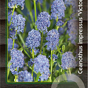 Ceanothus impressus 'Victoria' 25-30 cm 2,0L