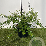 Ceanothus thyrsiflorus repens 25-30 cm 3,0L
