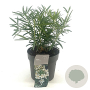Choisya 'Aztec Pearl' 20-25 cm 2,0L