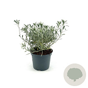 Convolvulus cneorum 25-30 cm 2,0L
