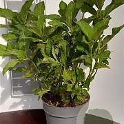 Hydrangea m. 'Alpenglühen' 30-40 cm 5,0L