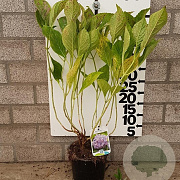 Hydrangea m. 'Bouquet Rose' 25-30 cm 2,0L