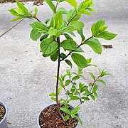 Hydrangea pan. 'Grandiflora' 30-40 cm 2,0L
