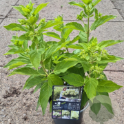 Hydrangea pan. Little Spooky 25-30 cm 2,0L