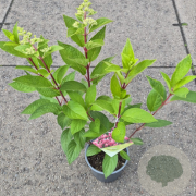 Hydrangea pan. Pinky Winky 30-40 cm 2,0L