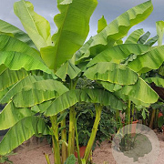 Musa basjoo Dajiao 50-60 cm 7,5L