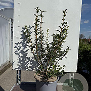 Osmanthus burkwoodii 25-30 cm 3,0L