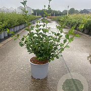 Syringa meyeri 'Palibin' 30-40 cm 3,0L
