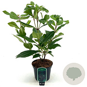 Viburnum davidii 25-30 cm 2,0L