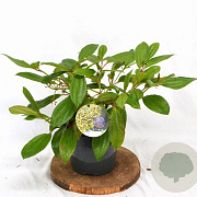 Viburnum davidii 30-40 cm 3,0L