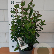 Viburnum tinus 'LisaRose' 30-40 cm 5,0L