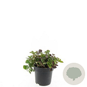 Cornus canadensis GM 2,0L