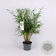 Fargesia robusta 'Pingwu' 80-100 cm 5,0L
