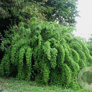 Fargesia denudata 'Xian 1' 250-275 cm 30L
