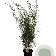 Fargesia nitida 'Black Pearl' 125-150 cm 15L