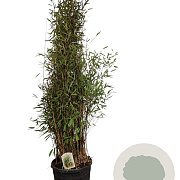 Fargesia nitida 'Black Pearl' 150-175 cm 30L