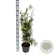 Fargesia nitida 'Black Pearl' 60-90 cm 2,5L