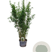Fargesia nitida 'Volcano' 125-150 cm 10L